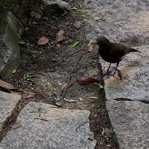 郭晶晶三级露全乳
